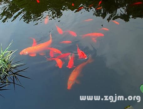 夢見水中有魚|周公解夢中對夢見魚的解釋